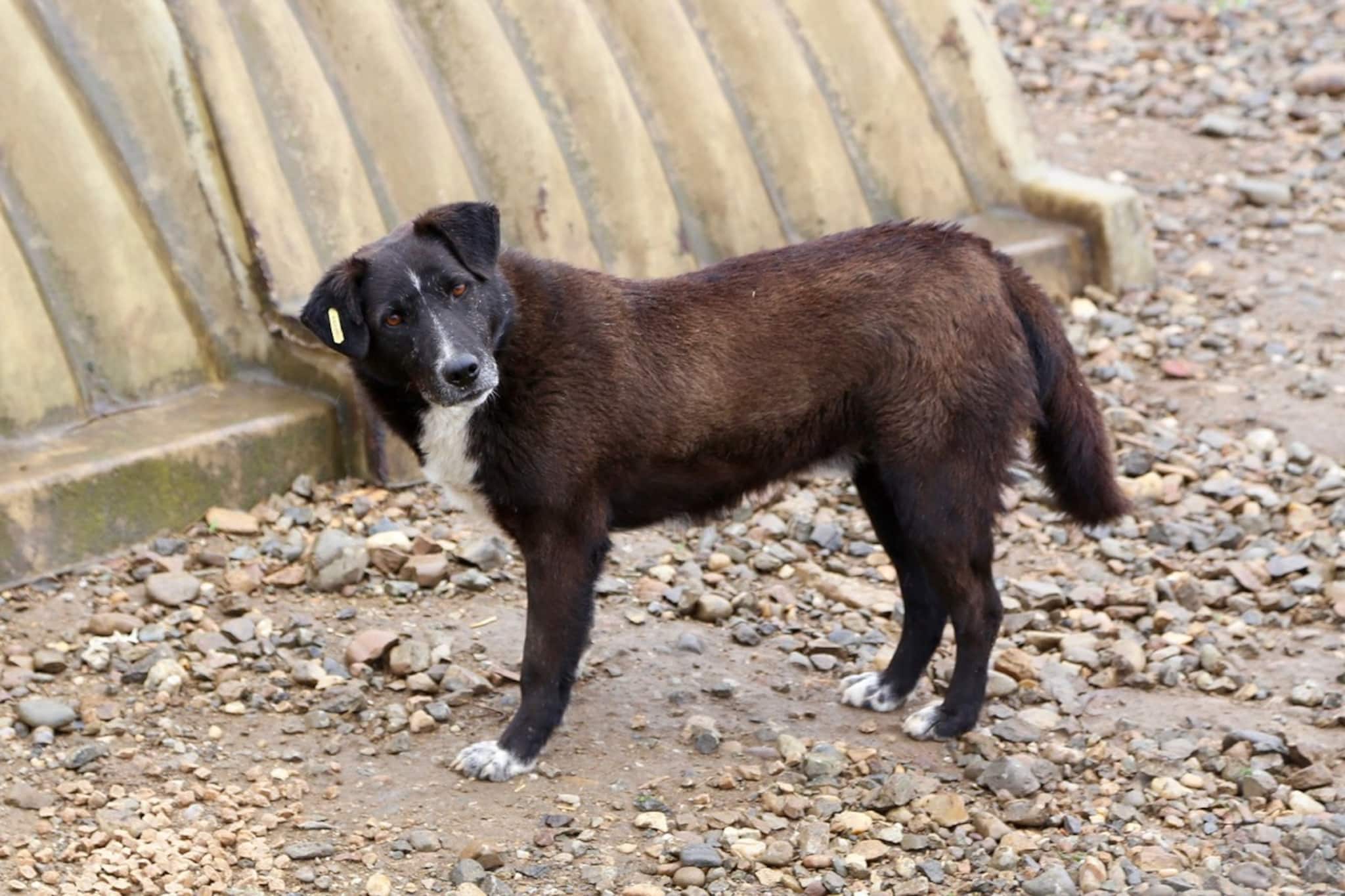 ঘরে ঢুকে কামড়! কালুর আতঙ্কে জেরবার হাবরার সাধারণ মানুষ, দেখুন