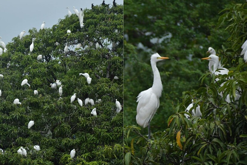 সবুজ গাছের উপর ডানা ঝাপটাচ্ছে, আবার কখনও উড়ে গিয়ে খাবার সংগ্রহ করে এনে বাচ্চাদের খাওয়াচ্ছে। এই ছবি দেখলে মন প্রাণ জুড়িয়ে যাবে। প্রকাণ্ড আম গাছের উপরে বসে শতাধিক সারস। বনদফতরের পরিভাষায় ইস্টান গ্রেট ইগ্রেট।