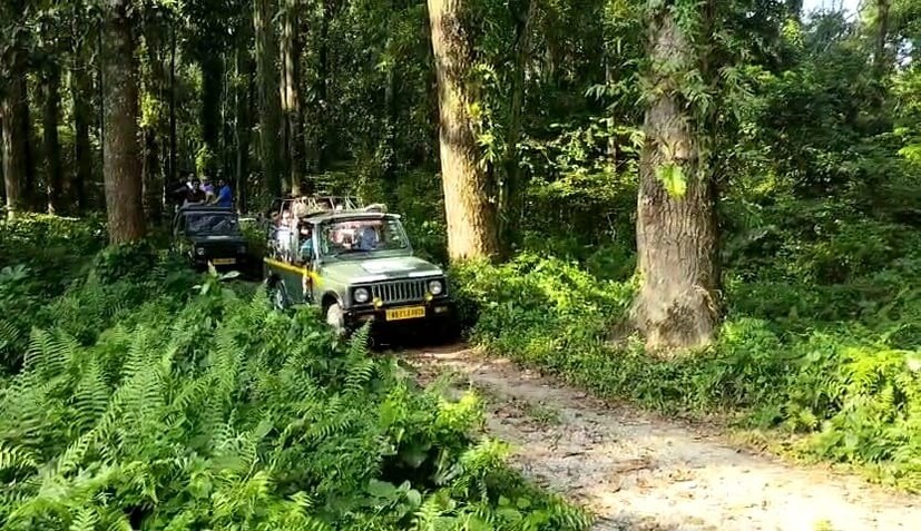 আর সেই সময় যাতে জঙ্গলের ভেতর প্রবেশ করে কেউ তাদের উত্যক্ত করতে না পারে সেই কারণে জঙ্গল এই তিন মাস বন্ধ রাখা হয়।