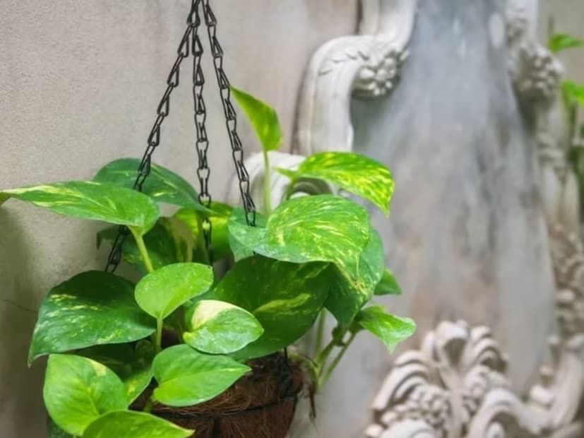 গাছে পোকা বাসা বেঁধেছে কিনা দেখুন৷ যদি পোকা লাগে, তাহলে কীটনাশক স্প্রে করুন৷ 