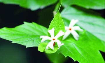 ব্লাড সুগার আর বাতের ব্যথায় কষ্ট? নিয়মিত খান শিউলিপাতার রস, জানুন উপকারিতা