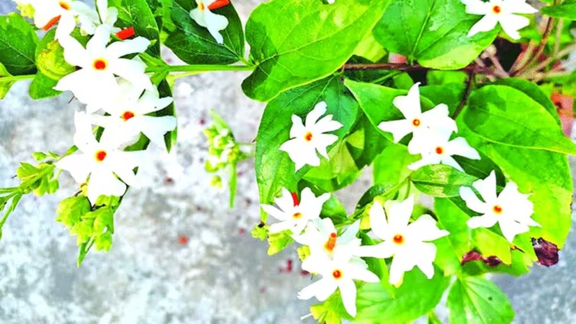 দীর্ঘ দিন ধরেই অনুসরণ করা হয় শিউলিপাতার ভেষজ গুণ৷ বলছেন বিশেষজ্ঞ সিদ্ধার্থ গুপ্তা৷