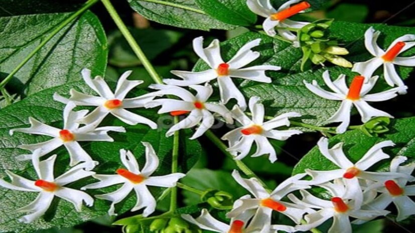 শরৎকালে ঋতু পরিবর্তনের সময় নিয়মিত আহারে শিউলিগাছের পাতা রাখতেও বলা হয় ৷