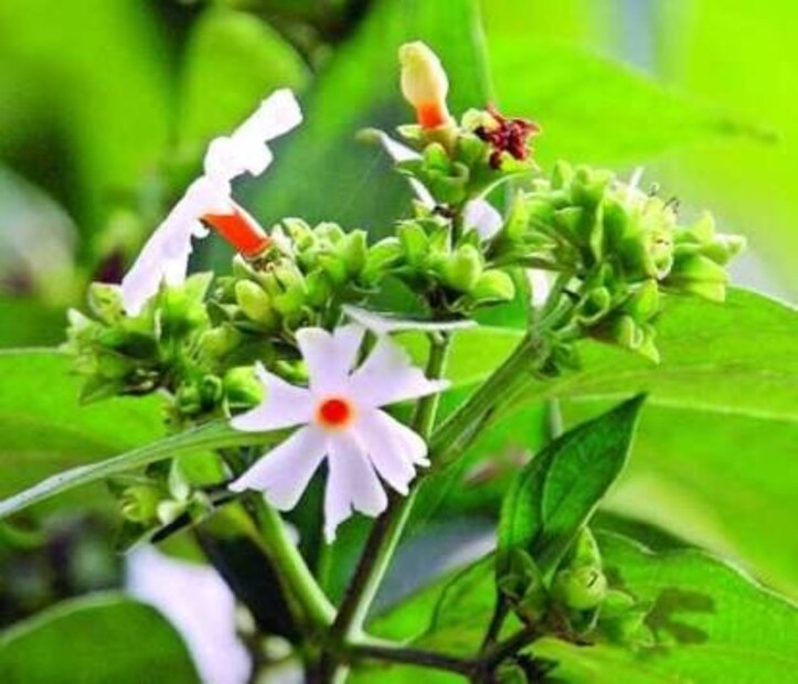 মধুমেহ রোগ নিয়ন্ত্রণেও শিউলি গাছের পাতা উপকারী ৷ 