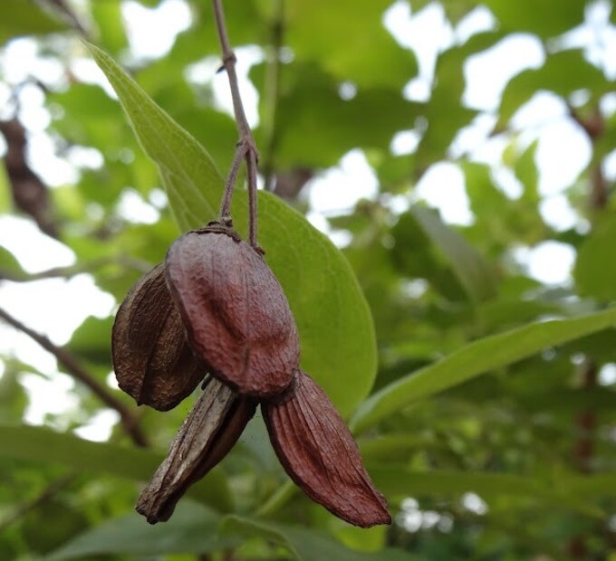 শিউলির বীজ ব্যবহার করা হয় খুসকি এবং উকুননাশক হিসেবে ৷ 