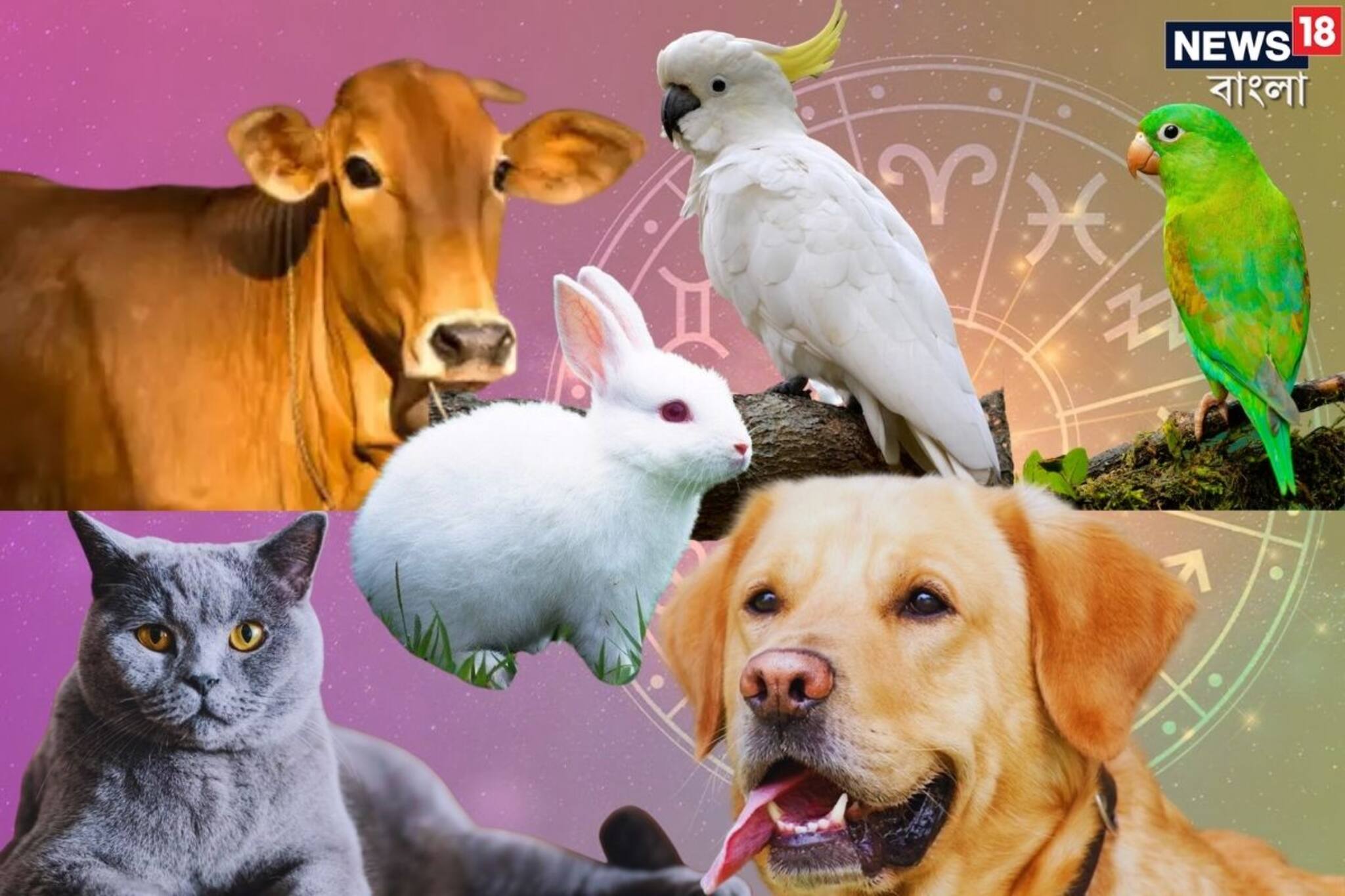 বাড়িতে পোষ্য রাখছেন...? টাকা-সুখ-সম্পদ চুম্বকের মতো সংসারে টেনে আনে 'এই' প্রাণী!