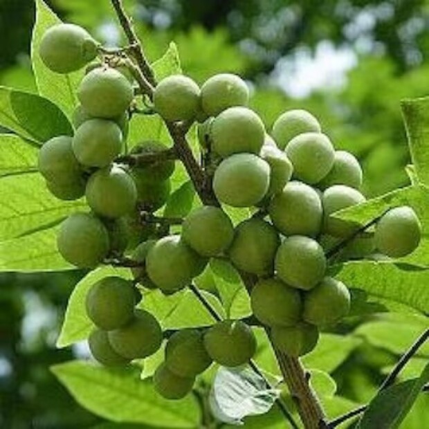 রিঠা ব্যবহার করার ফলে চুলের গোড়ার স্বাভাবিক তেল নষ্ট হয় না। আবার চুলের গুণমানও ভাল থাকে। রিঠার অ্যান্টিঅক্সিড্যান্টের গুণে চুল সহজে ভঙ্গুর হয় না।
