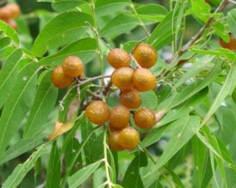 রিঠার অ্যান্টিমাইক্রোবিয়াল বৈশিষ্ট্য স্ক্যাল্প থেকে খুশকি দূর করে। স্ক্যাল্পের স্বাস্থ্য বজায় থাকে রিঠার নিয়মিত ব্যবহারে। স্ক্যাল্প থাকে ফ্লেকমুক্ত।