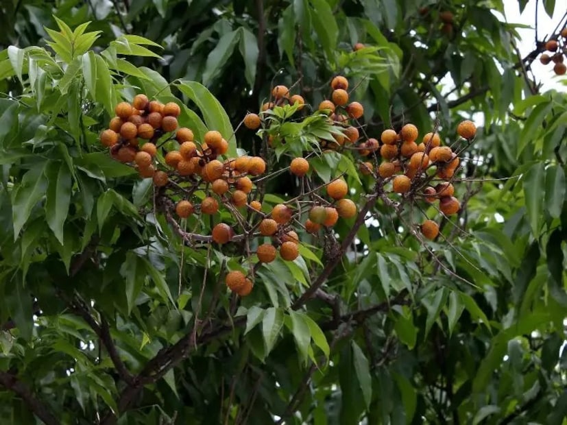 চুলের ঔজ্বল্য বজায় রাখে রিঠার বৈশিষ্ট্য। চুলের রেশমিভাব ধরে রাখে রিঠা। প্রাকৃতিক কন্ডিশনার হিসেবে কাজ করে রিঠা। 