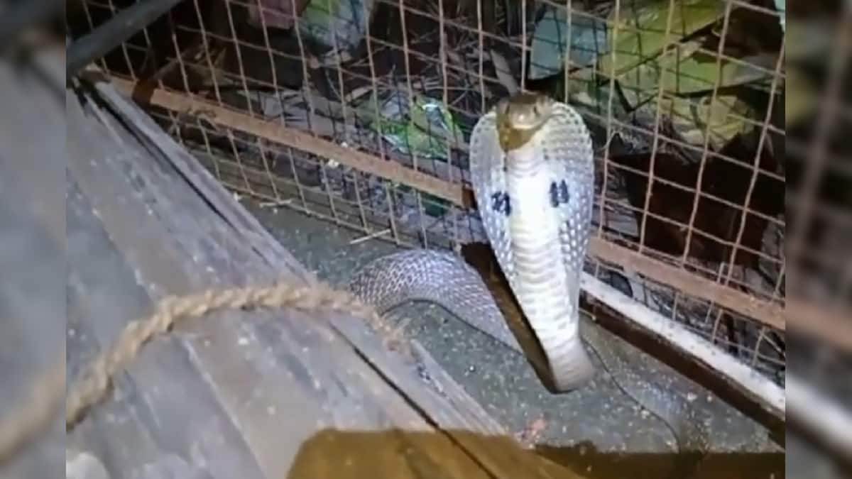 Snake Bite সাপ কখনও নিজে থেকে কামড়ায় না! তাহলে কেন কামড়ায়? বাঁচার