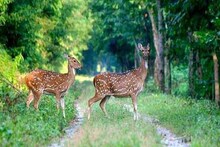 বক্সায় হরিণ হত্যায় গ্রেফতার ১