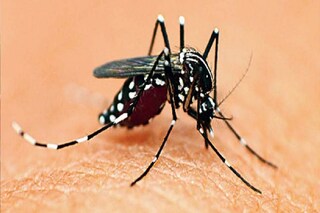 ডেঙ্গি নিয়ে নবান্নে বৈঠক 