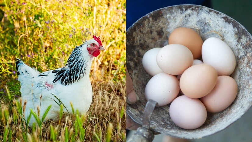 Egg Interesting Facts: ডিমে কোন ব্যাকটেরিয়া জন্মাতে পারে? ডিমে সালমোনেলা নামক ব্যাকটেরিয়া থাকতে পারে, যা সাধারণত উষ্ণ রক্তের প্রাণী এবং পাখিদের অন্ত্রে পাওয়া যায়। এই ব্যাকটেরিয়া ডিমে থাকলে তা মানুষের জন্য বিপজ্জনক হতে পারে।
