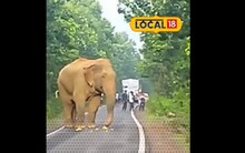 ৪০ মিনিট রাস্তা আটকে হাতি, ভিডিও-তে দেখুন তারপর কী ঘটল....