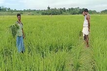 হাতি নয় এ যেন সিঁধেল চোর! রাতের অন্ধকারে চুপি চুপি মাঠের ধান তছনছ