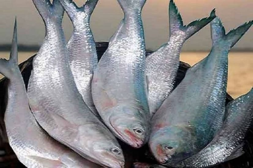 জেলার মীরসরাই, সীতাকুণ্ড, আনোয়ারা, বাঁশখালী এবং সন্দ্বীপ উপকূল এলাকায়ও প্রতিদিনই প্রচুর ইলিশ ধরা পড়ছে। তবে বিক্রি হচ্ছে চড়া দামে। চট্টগ্রাম জেলা মৎস্য কর্মকর্তা শ্রীবাস চন্দ্র চন্দের ভাষ্য, ইলিশ প্রচুর পরিমাণে ধরা পড়লেও চড়া দামে বিক্রি হচ্ছে।