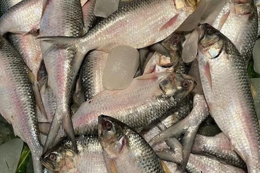 হাওড়া মাছ বাজারে সকাল থেকে বিকোচ্ছে পদ্মার ইলিশ, গতকালই রাজ্যে প্রবেশ করেছে ৮০ মেট্রিক টন ওপার বাংলার ইলিশ। ৪৪ দিনে মোট ৩৯৫০ মেট্রিক টন মাছ রাজ্যকে আমদানি করতে হবে। প্রতীকী ছবি।