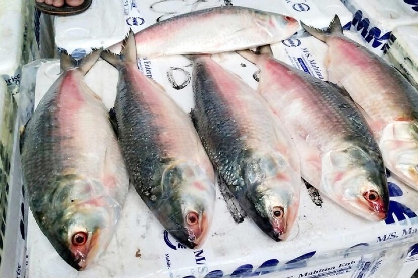 প্রথম দিনেই পাইকারী বাজারে ওপার বাংলার ইলিশের দাম ১৬০০ থেকে ১৭০০ টাকা প্রতি কেজি। খুচরো বাজারে যার দাম হবে ২২০০ থেকে ২৫০০ টাকা। প্রতীকী ছবি।