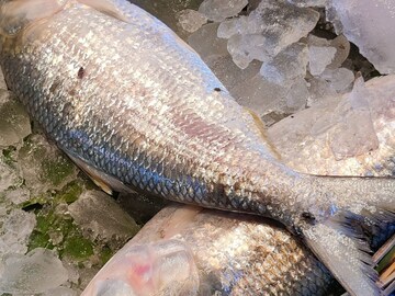 ইলিশ