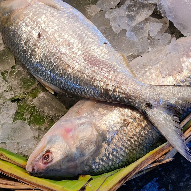 ২০২২ সালে, বাংলাদেশ উৎসবের মরসুমে ভারতে ২,৯০০ টন ইলিশ মাছ আমদানির অনুমতি দেয়। এবার কী হয় সেদিকে তাকিয়ে মৎস্য ব্যবসায়ীরা।