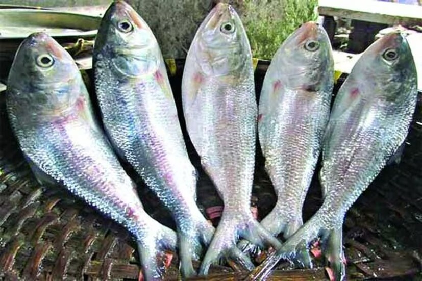 উৎসবের মরশুমে ভারতে জাতীয় মাছ রফতানির অনুমতি দেয়নি বাংলাদেশ। তাতেই চিন্তার ভাঁজ পড়েছে দেশীয় বাজারে। উদ্বিগ্ন ভারতীয় মাছ আমদানিকারকরা।