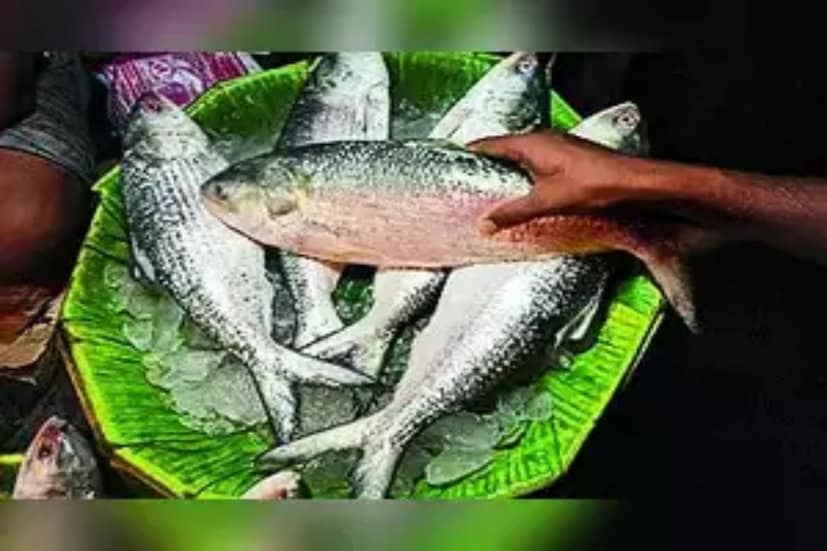 ইতিমধ্যেই আকাশ ছুঁয়েছে ইলিশ। তাই দাম না কমলে বাঙালির ইলিশ সুখ সইবে কিনা সে নিয়ে সন্দেহ পিছু ছাড়ছে না আম বাঙালির। মধ্যবিত্ত বাঙালির চিন্তা পুজোয় কী পাতে পড়বে ইলিশ?