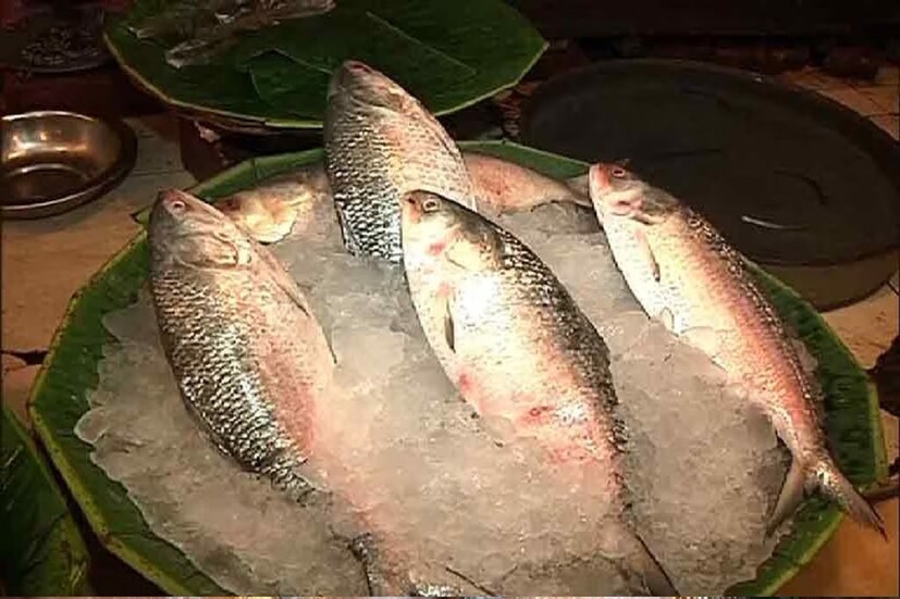 সূত্রের খবর, নভেম্বরের প্রথম সপ্তাহ পর্যন্ত বাংলাদেশি ইলিশ পাওয়া যাবে। আর এই শনিবার থেকেই পাইকারি বাজারে ঢুকে পড়তে পারে বাংলাদেশি ইলিশ।  প্রতীকী ছবি।