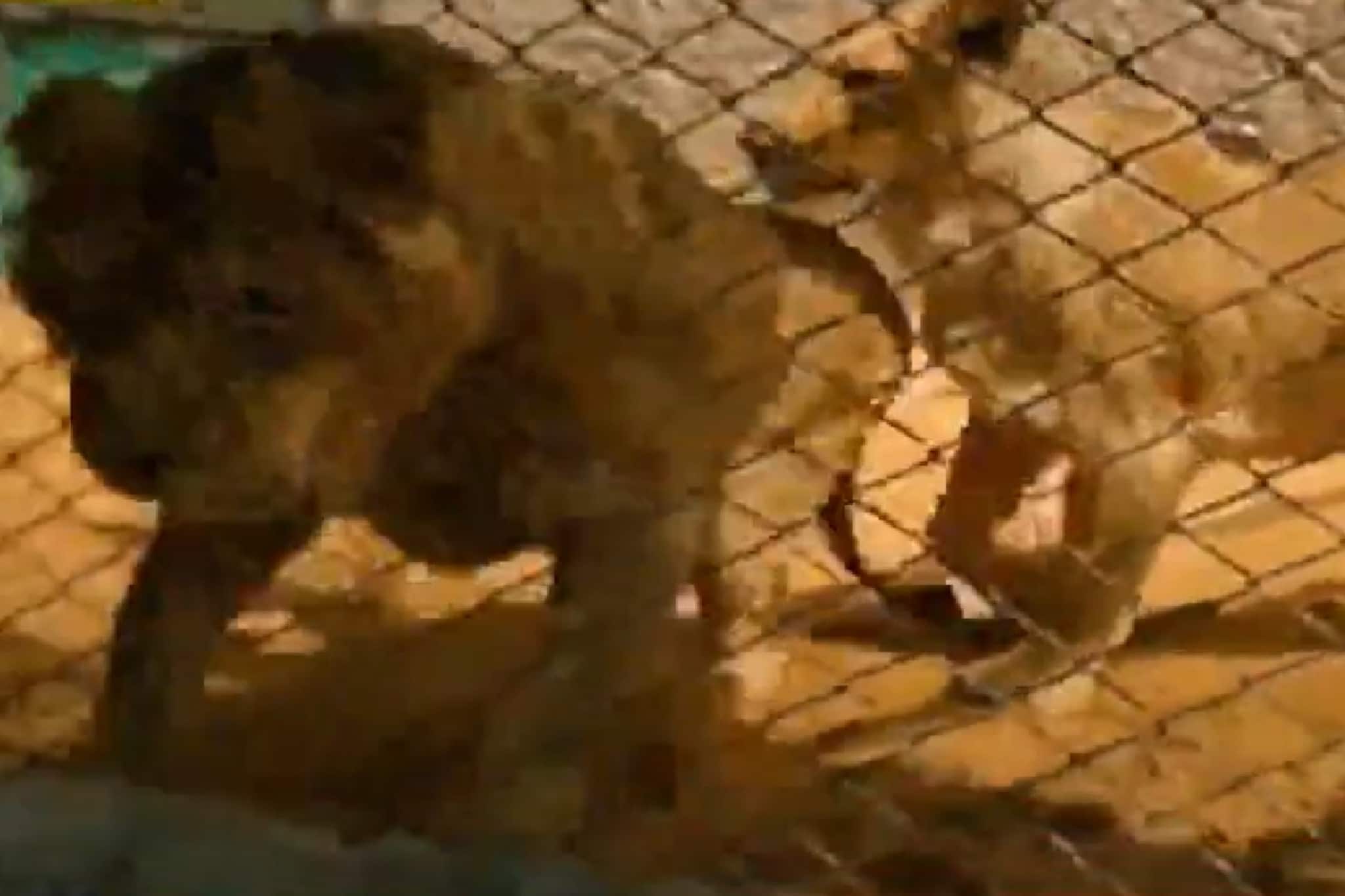 শিলিগুড়িতে এবার চারটি সিংহের হুঙ্কার! দুর্গাপুজোয় লায়ন সাফারি করবেন নাকি? ভিডিও