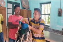 একের পর এক ময়ূর অসুস্থ হয়ে পড়ছে, ব্যাকটেরিয়া সংক্রমনের জল্পনা