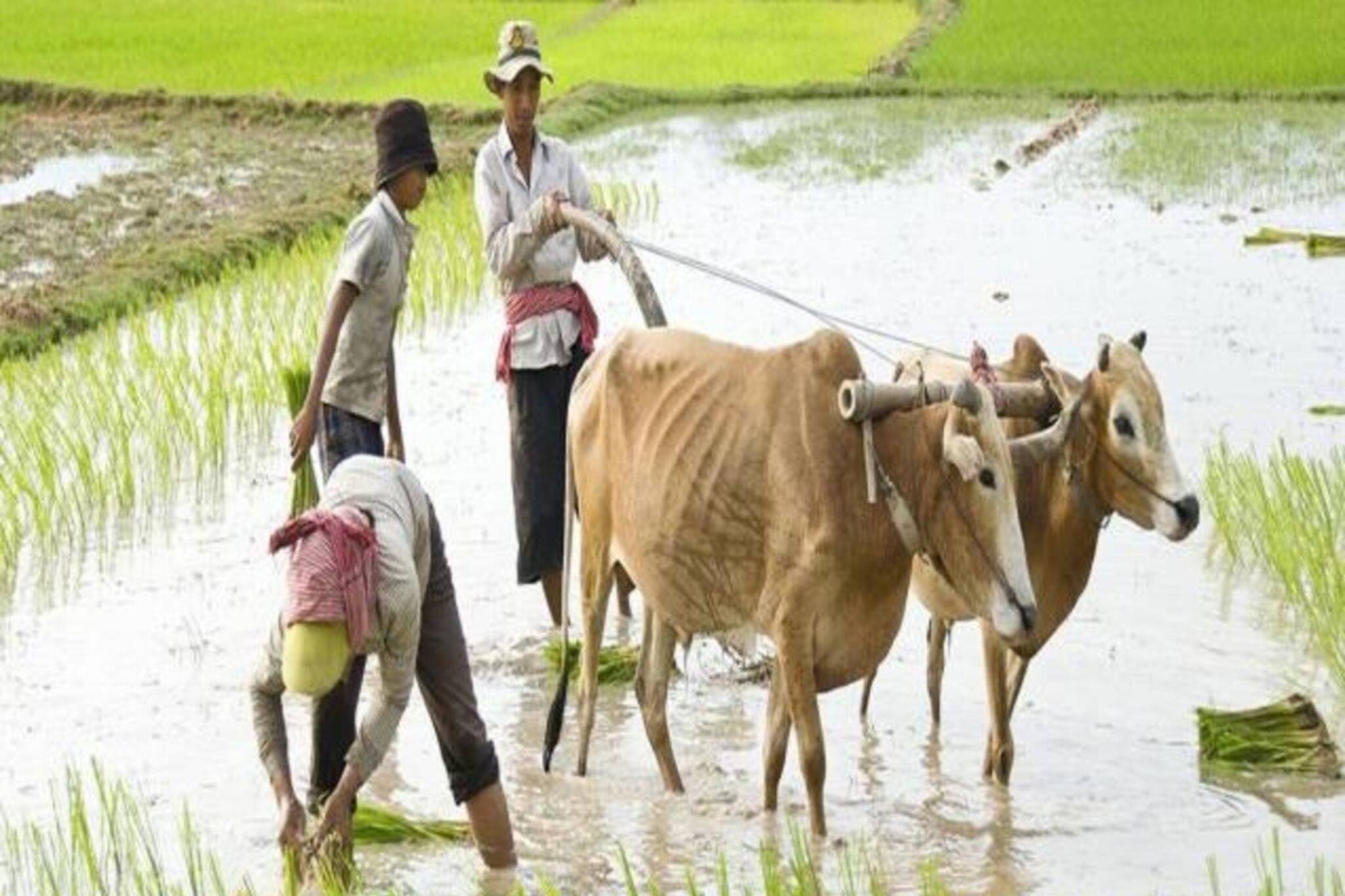 PM Kisan যোজনার ১৫ তম কিস্তির টাকা আসবে শীঘ্রই! তার আগেই জরুরি এই পদক্ষেপ
