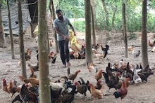এই বিশেষ জাতের দেশি মুরগি চাষেই ফিরেছে ভাগ্য, প্রতি মাসে আয় হচ্ছে দেড় লাখ টাকা