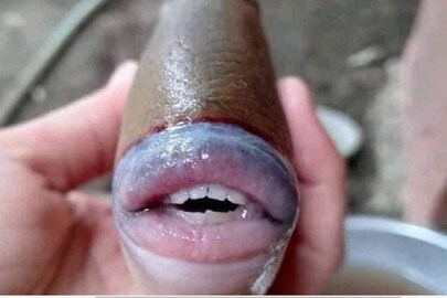 এ কেমন প্রাণী!