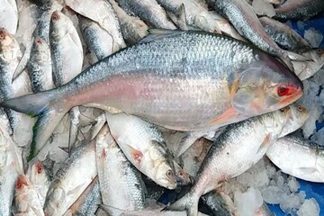 জালে উঠল পেল্লাই সাইজের 'বিশালাকার' ইলিশ! দাম উঠল কত? চওড়া হাসি মৎস্যজীবীর মুখে!