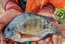 তেলাপিয়া মাছ কি বিষাক্ত? মহিলার ভয়ঙ্কর পরিণতি দেখে ভয় কাঁপছেন অনেকে