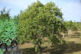 এই গাছ চাষ করেই কোটিপতি!