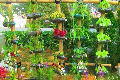 ক্ষেতের পাশে যে গাছগুলি লাগানো নিষেধ