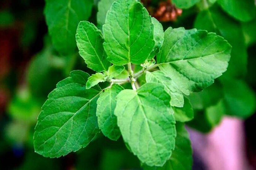 আসলে নানা রকম নিরাময় প্রকৃতি তার ভাণ্ডারে সাজিয়ে রেখেছে। তুলসী পাতাও তেমনই এক প্রাকৃতিক সম্পদ, বলাই যায়। অনেকেই তুলসী পাতা দিয়ে চা বানিয়ে পান করেন। কিন্তু কাচা তুলসী পাতা চিবিয়েও খাওয়া যায়। তাতে সর্দি-কাশী নিরাময় হয় আমরা সকলেই জানি। কিন্তু শুধু এইটুকুই নয়।