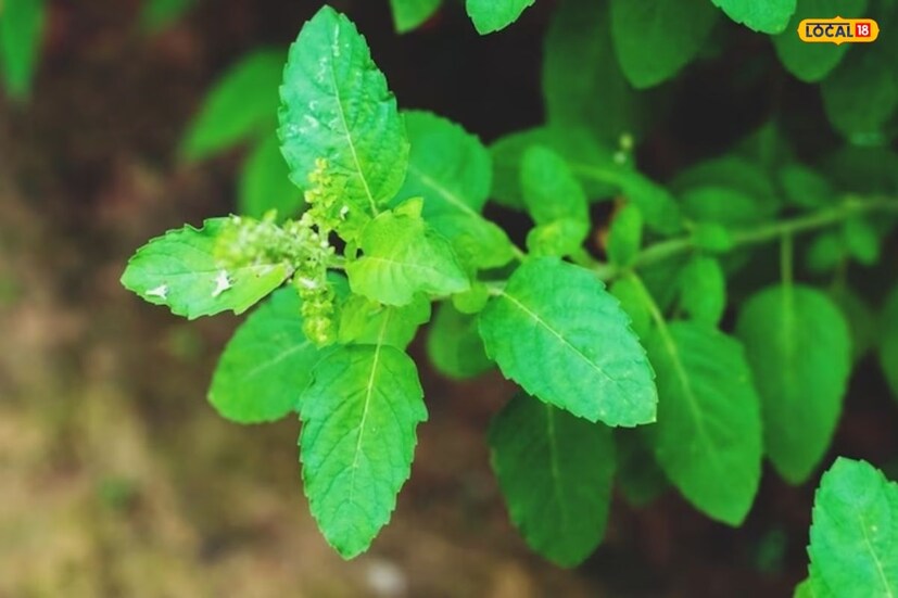 ঔষধি তুলসী ভিটামিন-এ, ভিটামিন-সি, জিঙ্ক এবং আয়রন সমৃদ্ধ। এই পাতা রক্তে শর্করার পরিমাণ কমাতে সাহায্য করে। শরীরে ডায়াবেটিসের উপসর্গ থাকলে তুলসী পাতা খুবই উপকারী বলে। এছাড়াও বিভিন্ন রোগ থেকে শরীরকে রক্ষা করতে পারে এই গাছের পাতা।