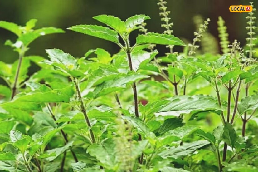কোলেস্টেরল কমাতে দারুণ কাজ করে তুলসী। ওজন কমাতে এবং কোলেস্টেরল কমাতে তুলসীর উপকারিতাও তাৎপর্যপূর্ণ বলে প্রমাণিত হয়েছে। এতে এমন উপাদান রয়েছে যা খারাপ কোলেস্টেরল অর্থাৎ এলডিএল কমায় এবং ভাল কোলেস্টেরল বা এইচডিএল বাড়ায়।