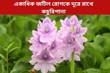 জলজ আগাছা ভাবেন? একাধিক জটিল রোগ দূরে রাখে কচুরিপানা