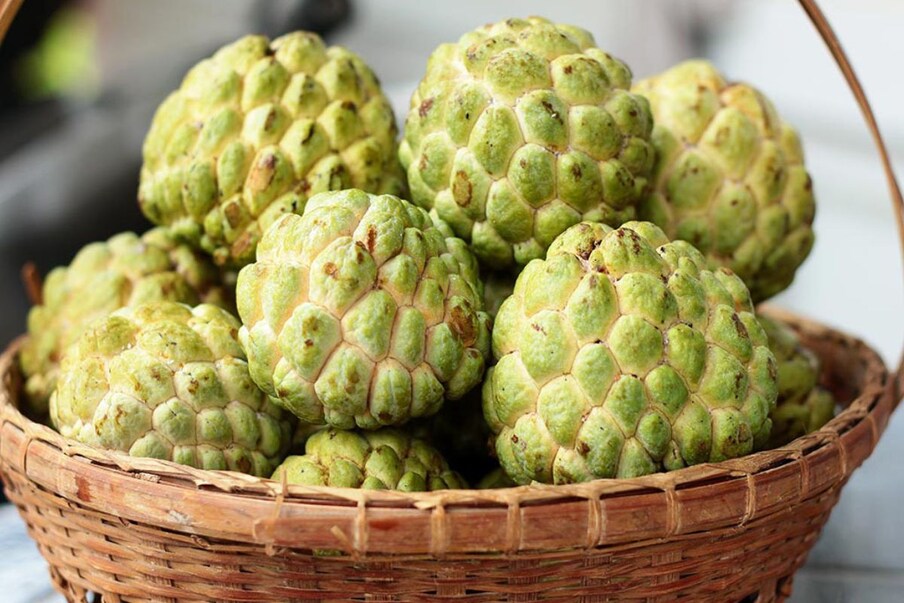  ,[object Object],আয়ুর্বেদ চিকিৎসক ডাঃ দীপ্তি নামদেবের মতে, আতার বীজে রয়েছে প্রচুর ভিটামিন এবং পুষ্টি উপাদান ৷ কালো বীজ চুলে লাগালে মাথার খুশি দূর হয়৷ পাশাপাশি, ত্বকের উপকারেও কাজে আসে জানালেন দীপ্তি নামদেব৷