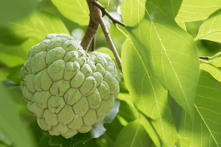Ata or custard apple contains iron and folate  These nutrients help prevent anemia during pregnancy and protect against neural tube defects and birth defects in the baby's spine and brain.