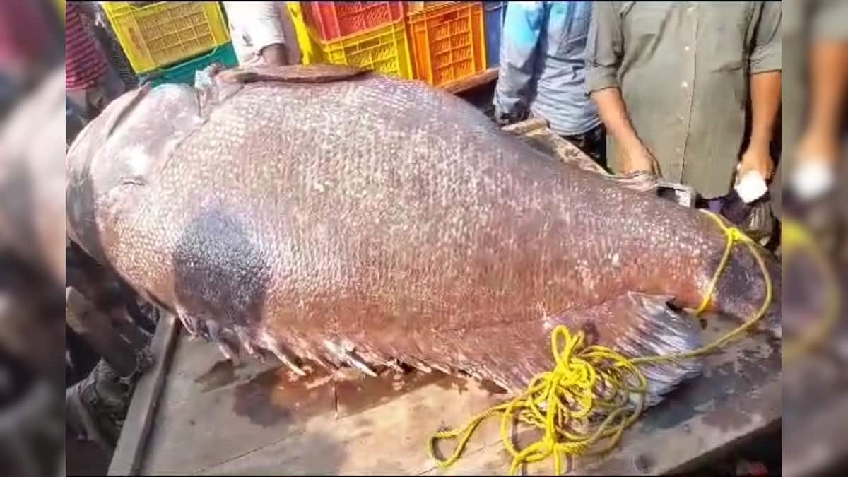 Digha-Viral Fish: দিঘায় ২০০ কেজির দানব মাছ! লম্বা ৭ ফুট! কত লক্ষ টাকা ...