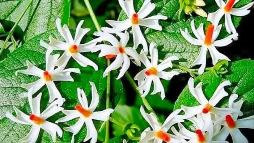 শিউলি ফুলকে বলা হয় স্বর্গের পারিজাত! এই ফুল দিয়ে পুজো হয় মায়ের! পারিজাত ফুলের নানা গল্প রয়েছে! photo source collected 