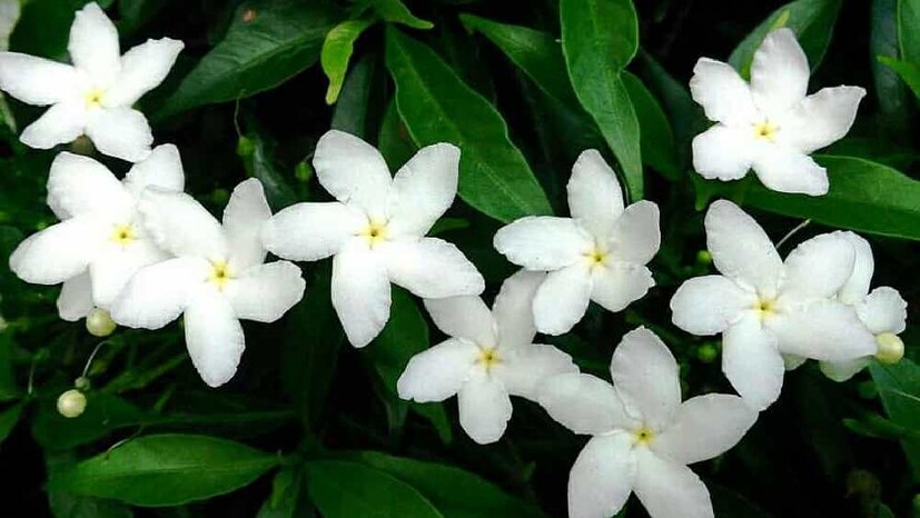 বিজ্ঞান মতে, ফুলের রং ও গন্ধে পতঙ্গরা আকৃষ্ট হয়। দিনের বেলা ফুলের উজ্জ্বল রং কীট-পতঙ্গদের আকৃষ্ট করে। কিন্তু রাতে আলো না থাকায় ফুলের রং কোনও কাজে লাগে না। তাই ফুলের রং হয় সাদা।