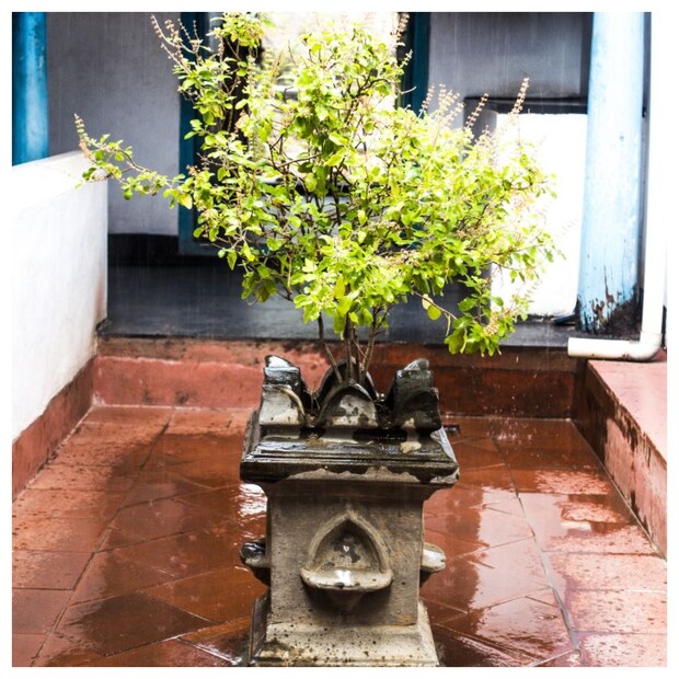 একসময় প্রতিটি গৃহস্থ বাড়িতেই তুলসীমঞ্চ থাকত৷ কিন্তু, বর্তমানে ছোট পরিবার, ফ্ল্যাটে বসবাসের কারণে আমরা তুলসী মঞ্চ সব সময় তৈরি করে উঠতে পারি না৷ বিশেষজ্ঞেরা জানাচ্ছেন, সেক্ষেত্রে, বাড়ির পূর্ব দিকে তুলসী গাছ রেখে প্রতিদিন নিষ্ঠা ভরে পুজো করলে, সন্ধ্যা প্রদীপ জ্বালালে সংসারে শান্তি ও সমৃদ্ধি আসে। পরিবারের সদস্যেরা সুস্থ থাকেন। যাবতীয় রোগ দূর হয়।