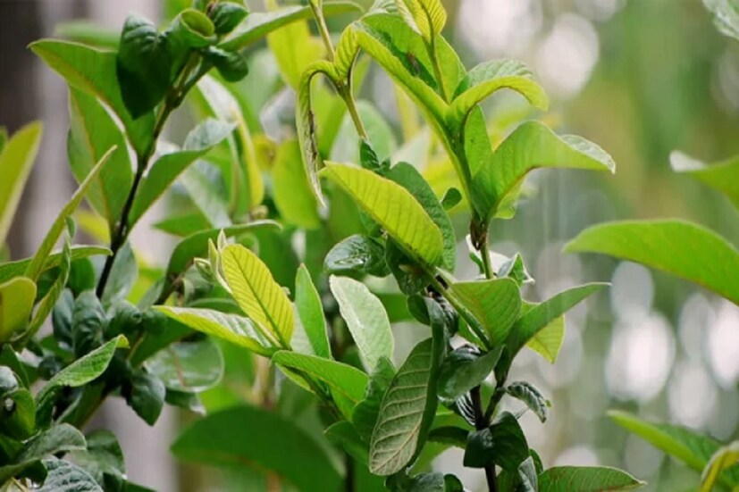 ডায়াবেটিস প্রতিরোধে—পেয়ারা পাতা ডায়াবেটিস প্রতিরোধে কার্যকরী বলে মনে করা হয়। এজন্য চিকিৎসকের পরামর্শ মতো পেয়ারা পাতার চা বানিয়ে পান করা যেতে পারে।