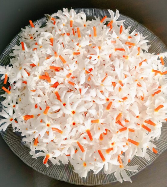 শিউলি ফুল ও পাতা শরীরের নানা রোগে দারুণ কাজের! এই ফুল পশ্চিমবঙ্গে সব থেকে বেশি দেখা যায়! এটি দক্ষিণ এশিয়ার দক্ষিণ-পূর্ব থাইল্যান্ড থেকে পশ্চিমে বাংলাদেশ, ভারত, উত্তরে নেপাল, ও পূর্বে পাকিস্তান পর্যন্ত এলাকা জুড়ে দেখতে পাওয়া যায়। photo source collected 