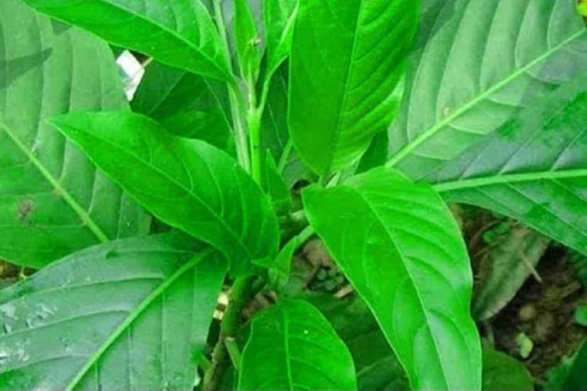 সর্দি-কাশির সমস্যা রুখে দিতে খুবই ভাল কাজ করে বাসক পাতা। যাঁদের ঠাণ্ডা লাগার ধাত রয়েছে তাঁরা রোজ সকালে ৪ টে বাসক পাতা ভাল করে ধুয়ে নিয়ে বেটে সেই পাতার রস করে খেতে পারেন।