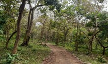 দুর্গাপুজোয় প্রিয়জনের সঙ্গে সময় কাটান, ঘুরে আসুন জঙ্গলের মাঝের মন্দির থেকে